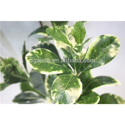 Home garden decoration 60cm hight green with white edge 3 branches 48 leaves Polyscias leaf branches EWJG03 04B07