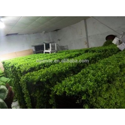 1.5mx1.5mx30cm life size clear large top party artificial landscape uv plastic small animal eucalyptus leaf Hedge Fence E03 1103